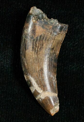 Large Inch Raptor Tooth - Montana #5673
